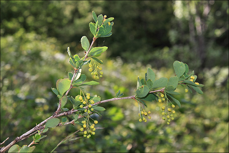 berberis 2.jpg