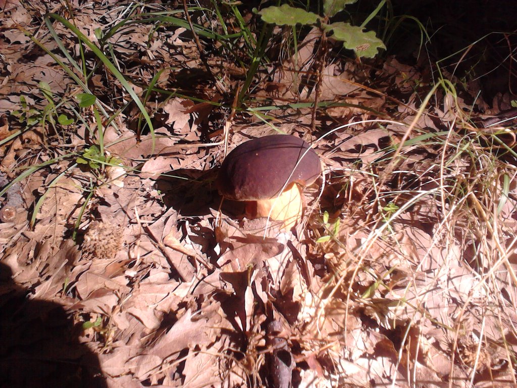 Boletus aereus.jpg