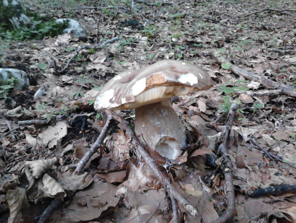 Boletus Aestivalis.jpg