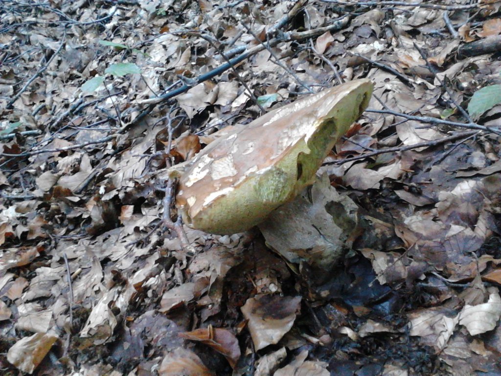 Boletus aestivalis.jpg