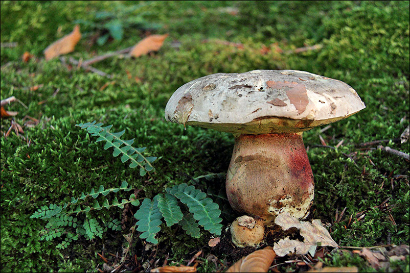 boletus calopus.jpg