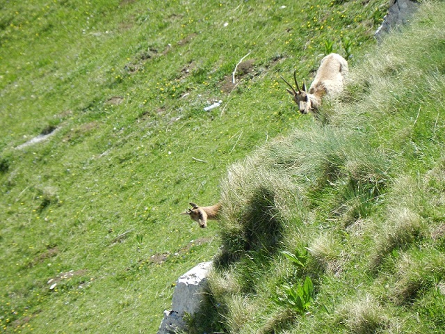 Camosci a Passo dei Monaci.JPG