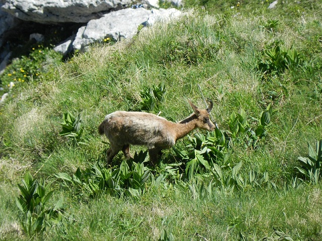 Camoscio al Passo dei Monaci.JPG