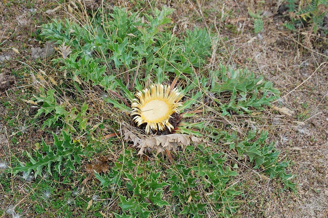 carlina_mm_209.jpg
