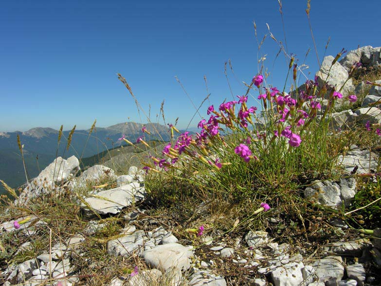 caryophyllaceae-dianthus sylvestris.jpg