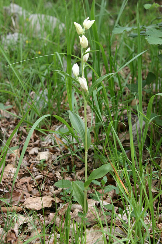 CEPHALANTHERA DAMASIONUM.jpg