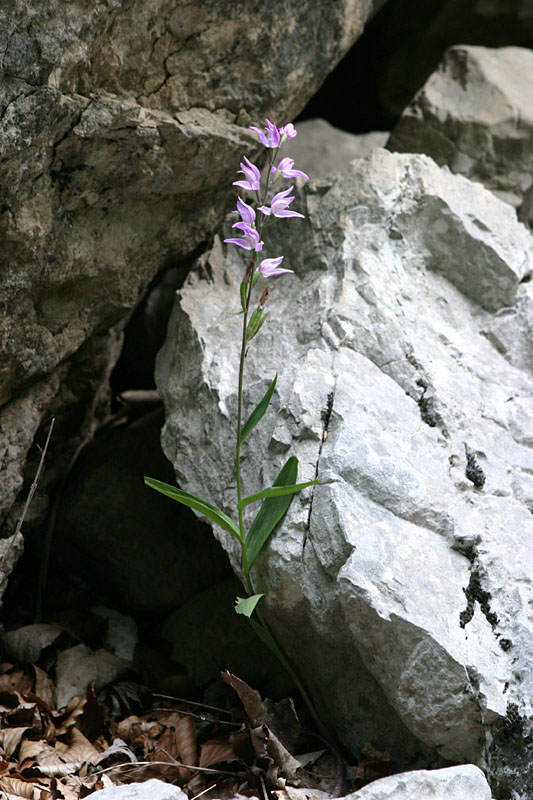 CEPHALANTHERA RUBRA.jpg