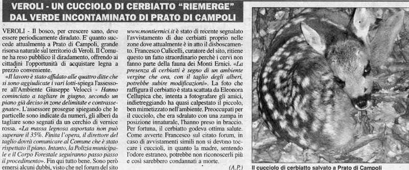 cerbiatto047.jpg