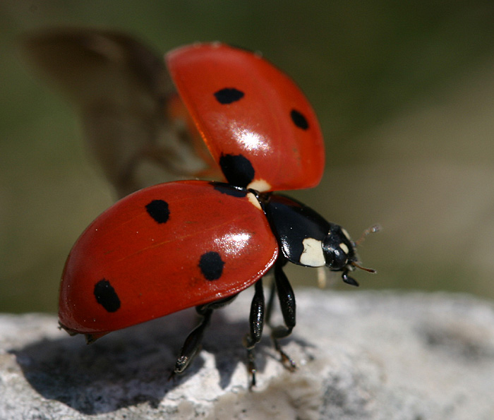 coccinella.jpg