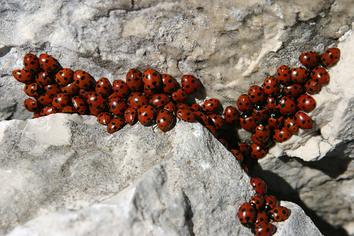 coccinelle.jpg