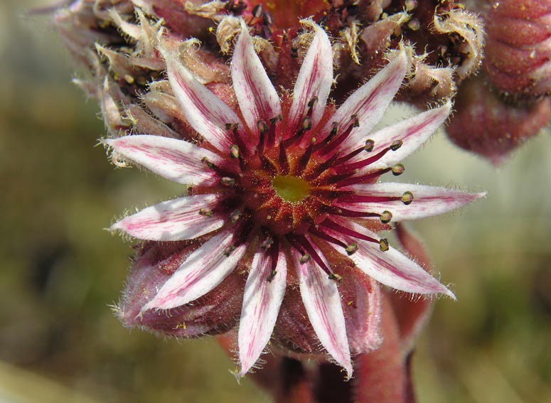 crassulaceae-sempervivum italicum.jpg