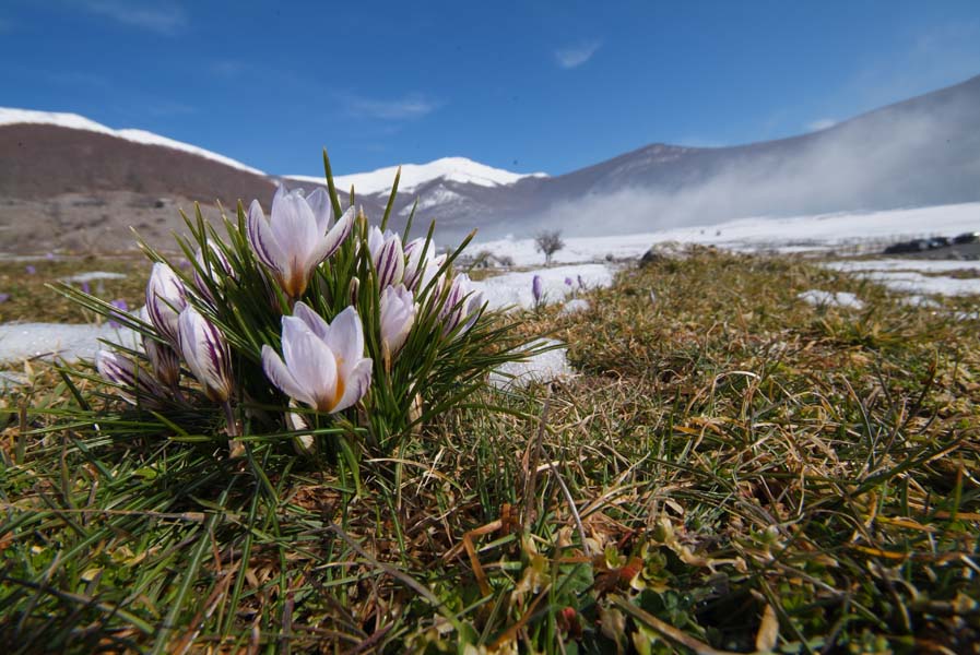 Crocus biflorus.jpg