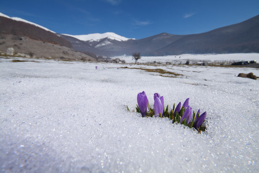 Crocus neapolitanus.jpg