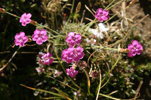 dianthus sylvestris.jpg