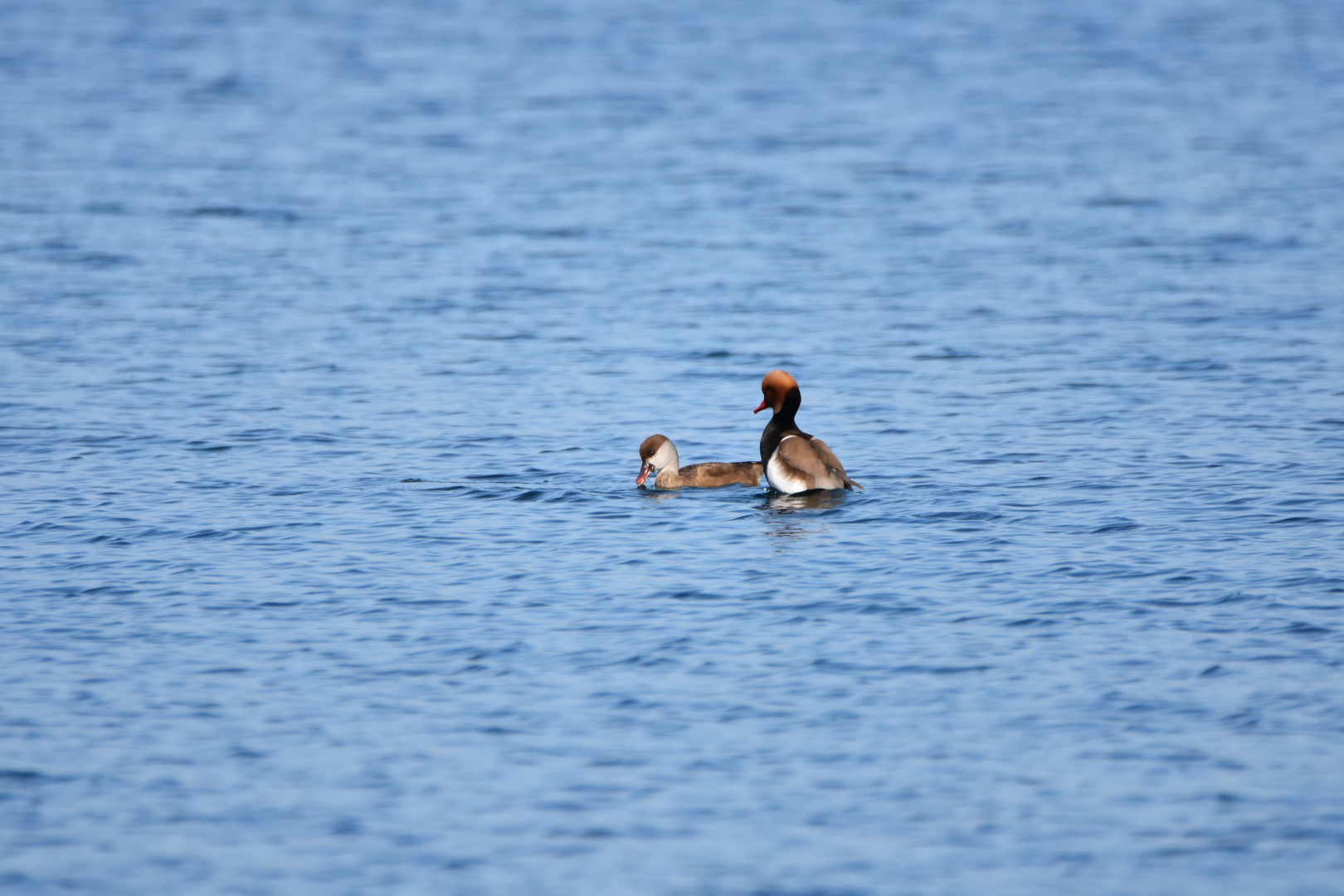 DSC_0443.JPG