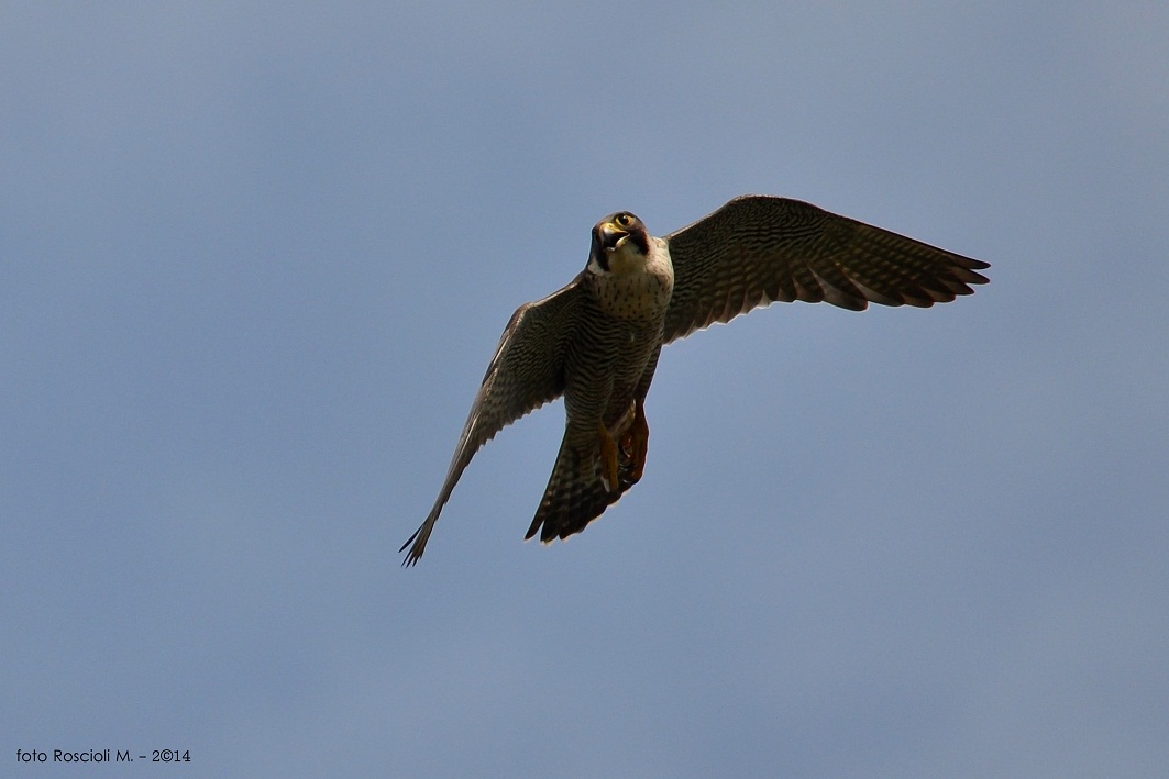 DSC_9465.JPG