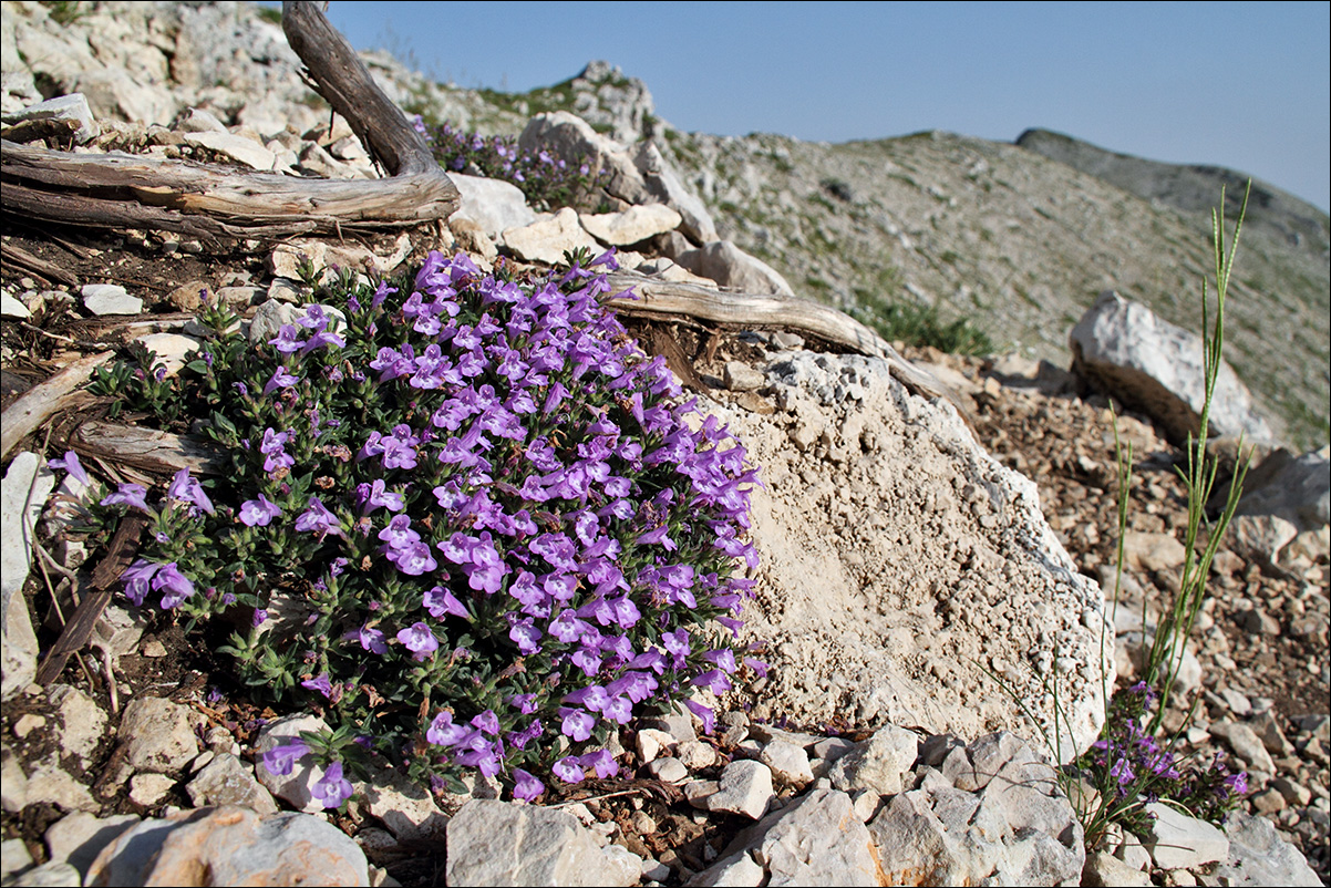 f Acinos alpinus (L.) Moench.jpg