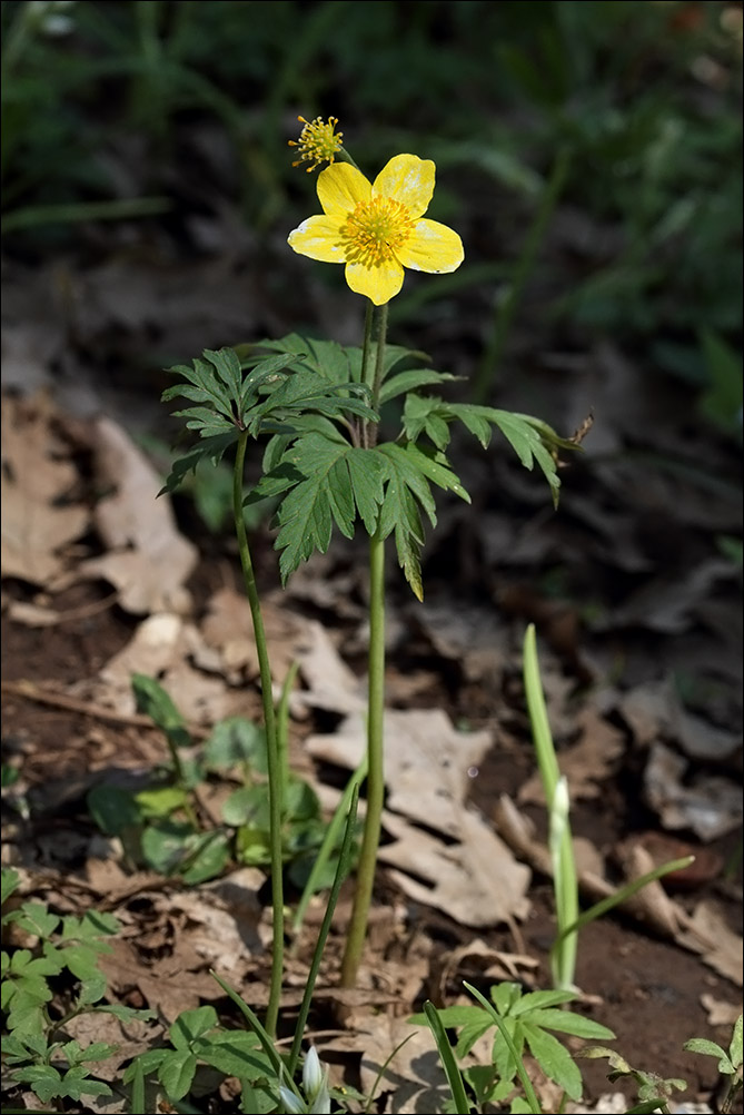 f anemone ranunculoides_0578.jpg