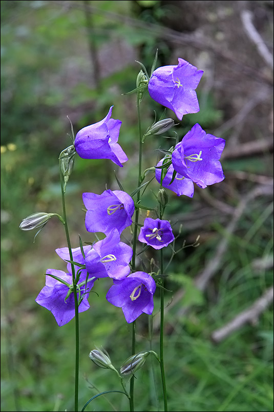 f campanula persicifolia.jpg