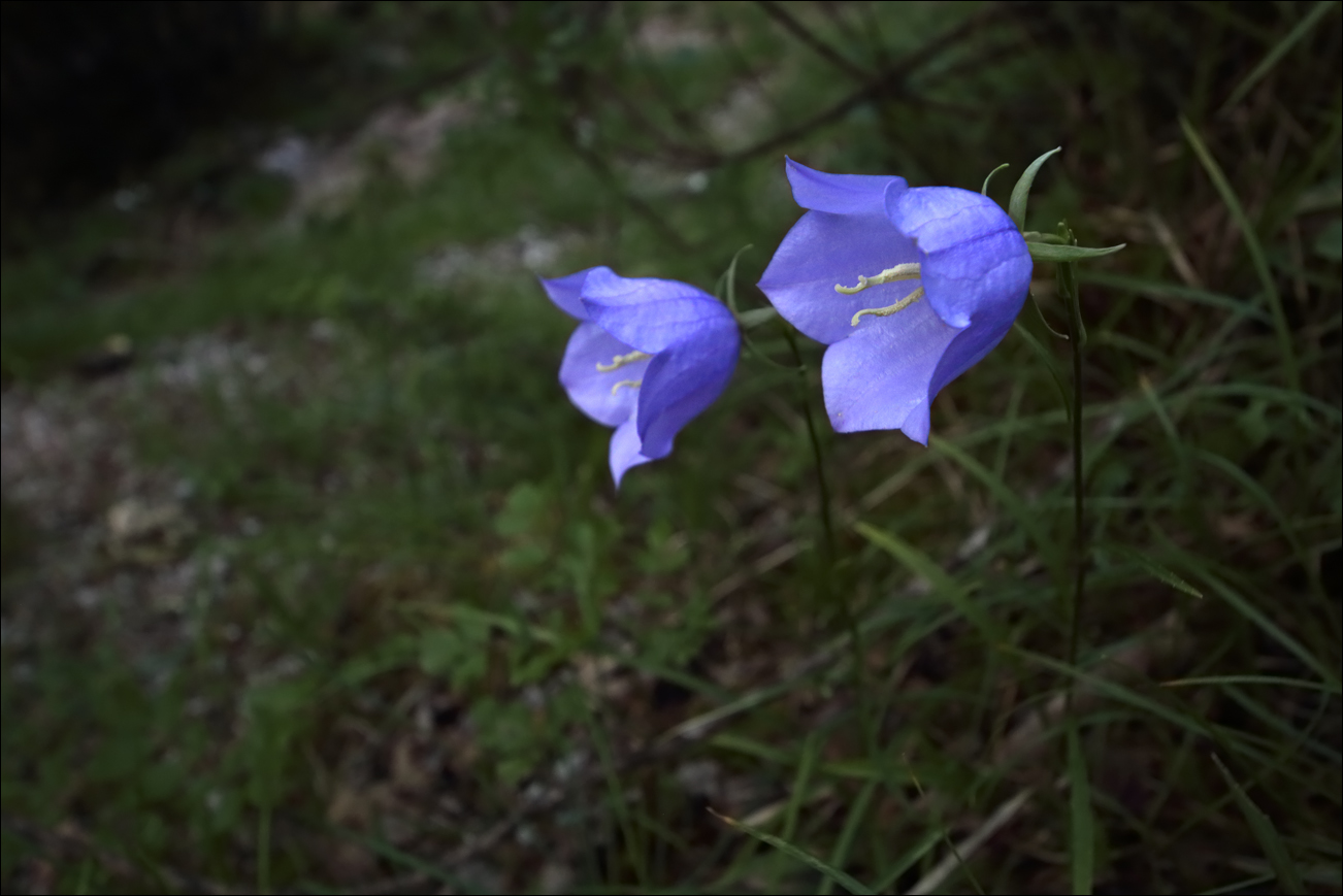 f campanula persicifolia IMG_4927 W.jpg