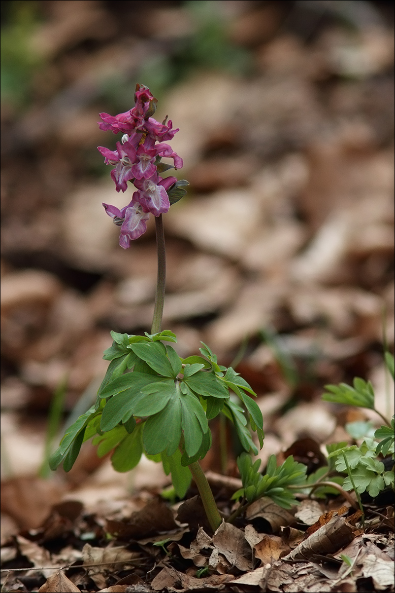 f Corydalis cava IMG_2197.jpg