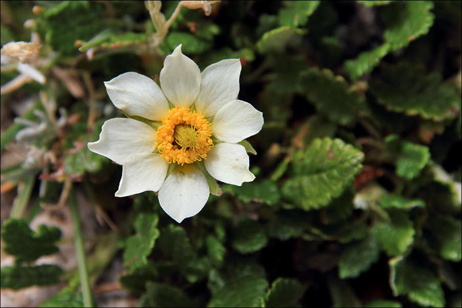 f dryas octopetala.jpg