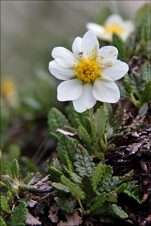 f Dryas octopetala IMG_5755.jpg