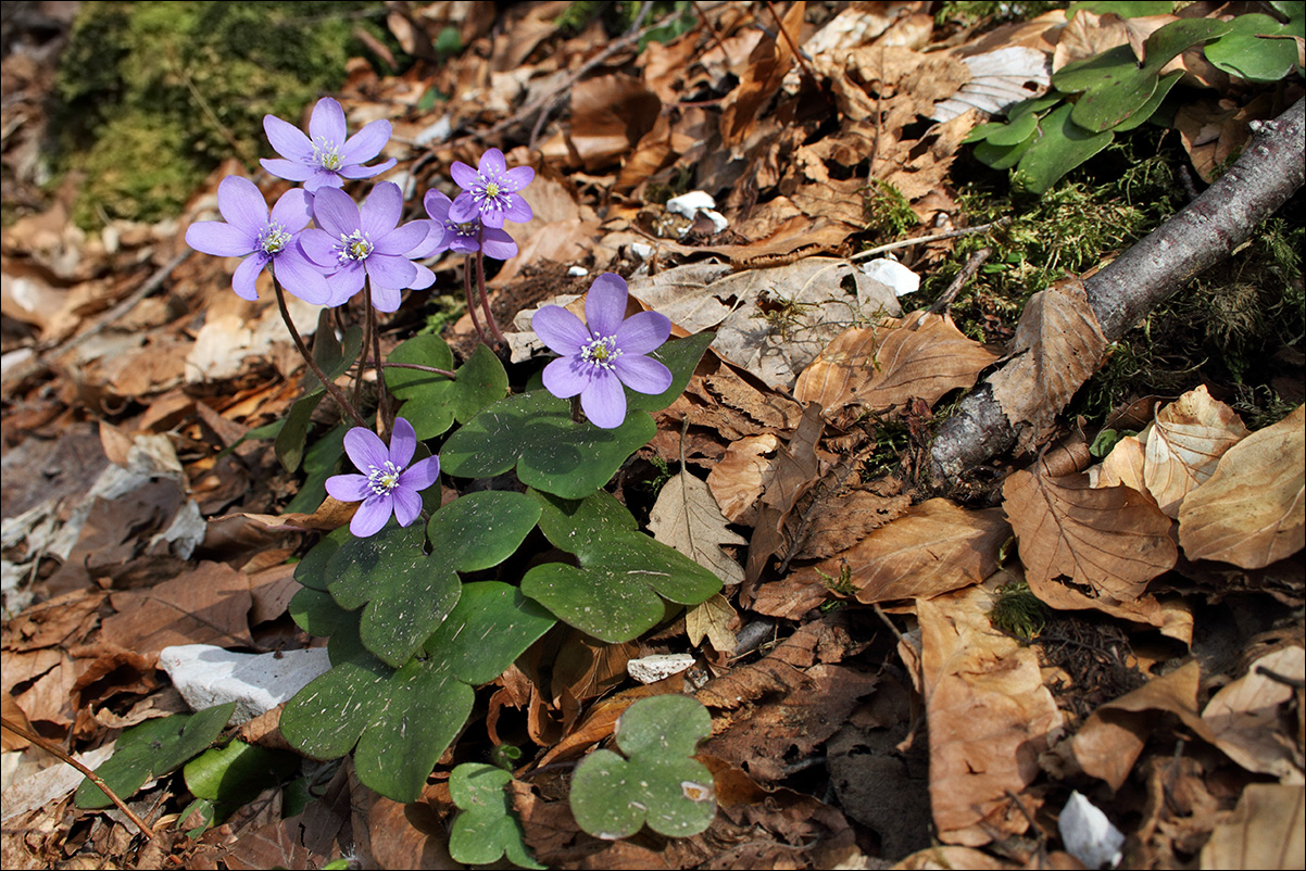 f hepatica nobilis IMG_2378.jpg