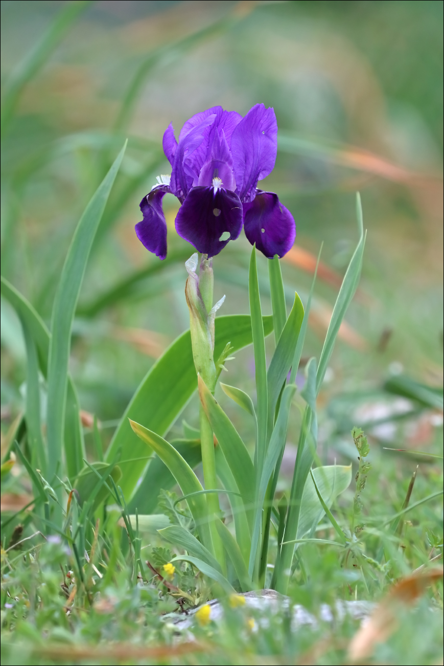 f iris marsica 5W8A5308 W.jpg