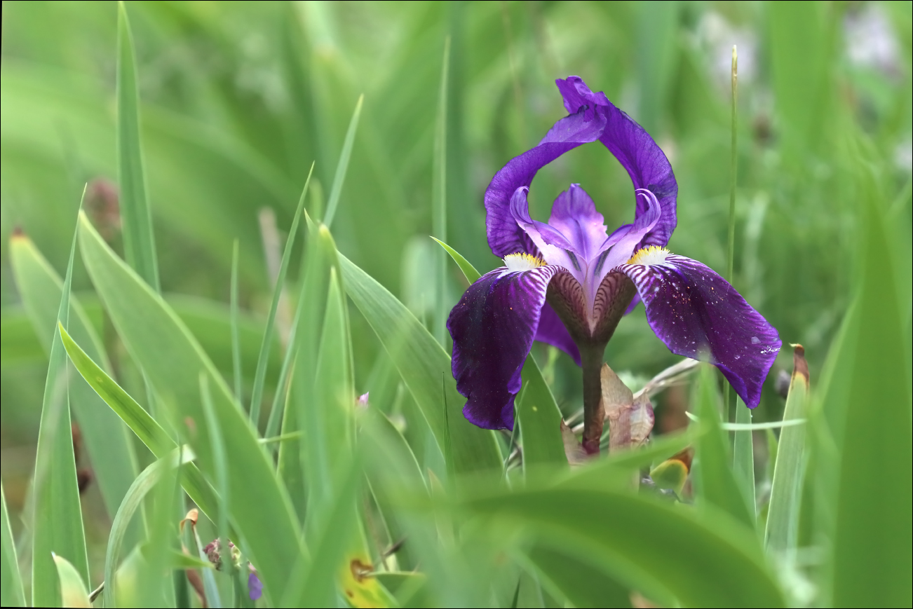 f iris marsica 5W8A5329 W.jpg