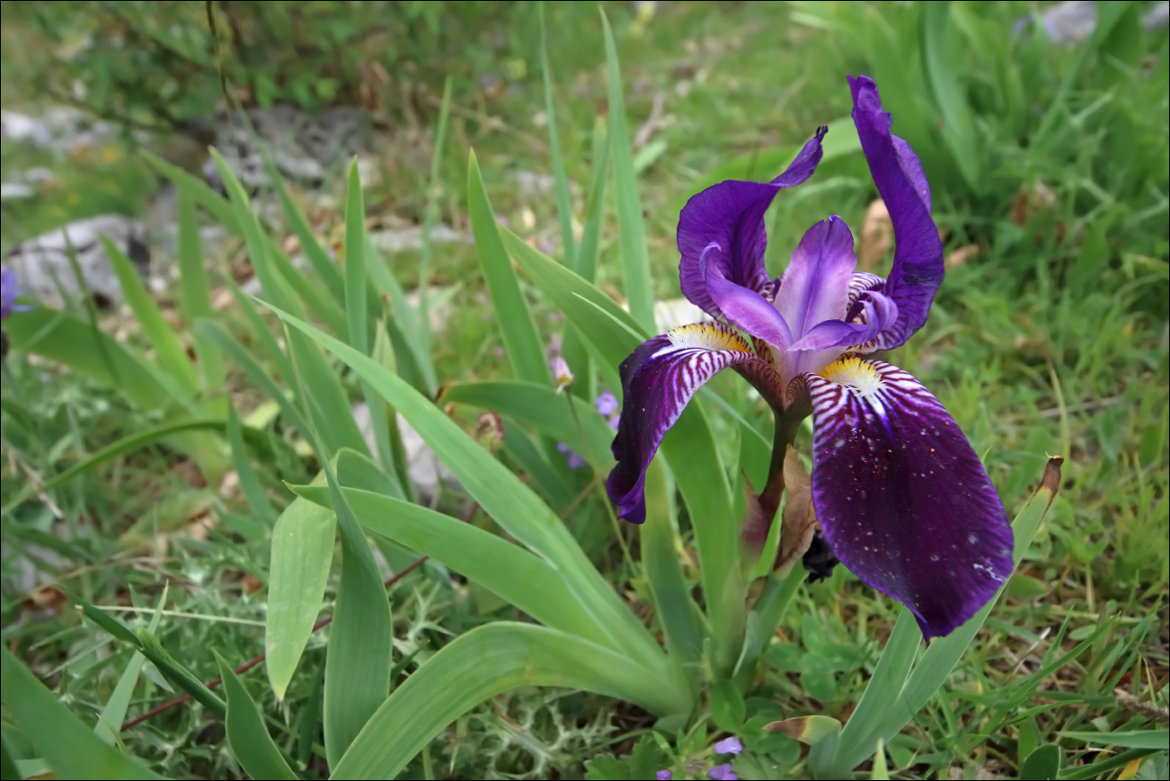 f iris marsica 5W8A5397 W.jpg