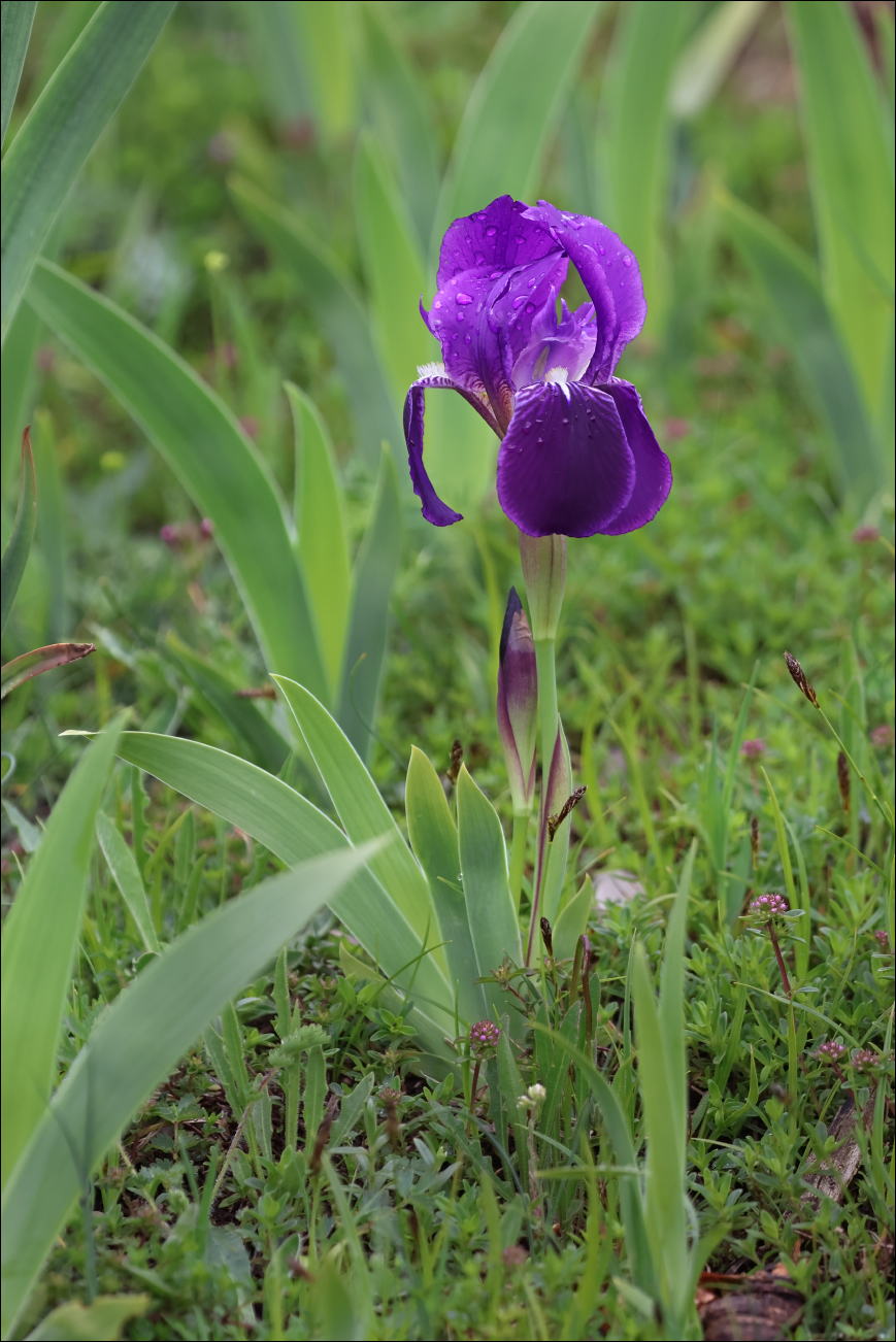 f iris marsica BX5A7336 W.jpg