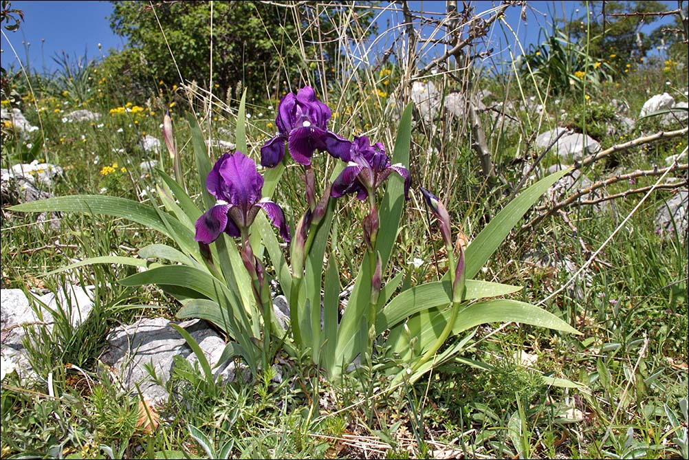 f iris marsica IMG_2835.jpg