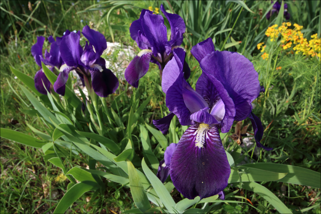 f iris marsica IMG_9053 W.jpg