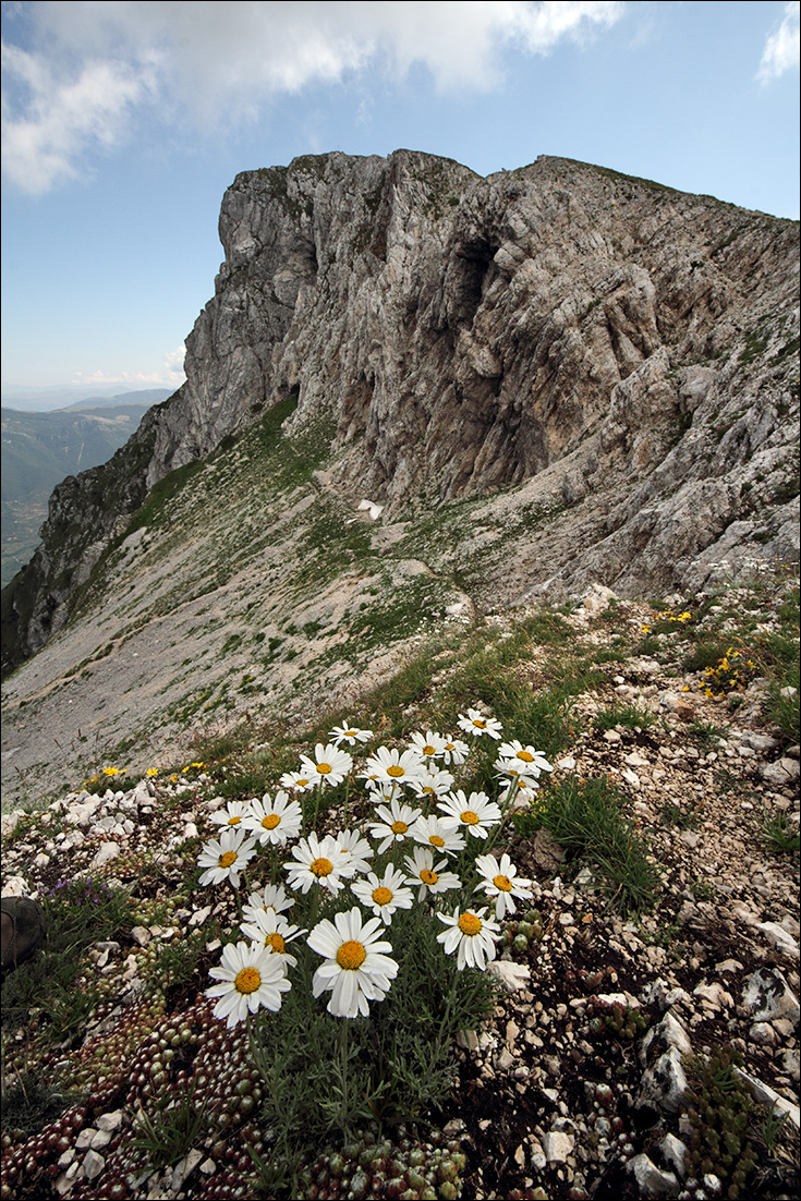 f Leucanthemum tridactylites IMG_8866.jpg