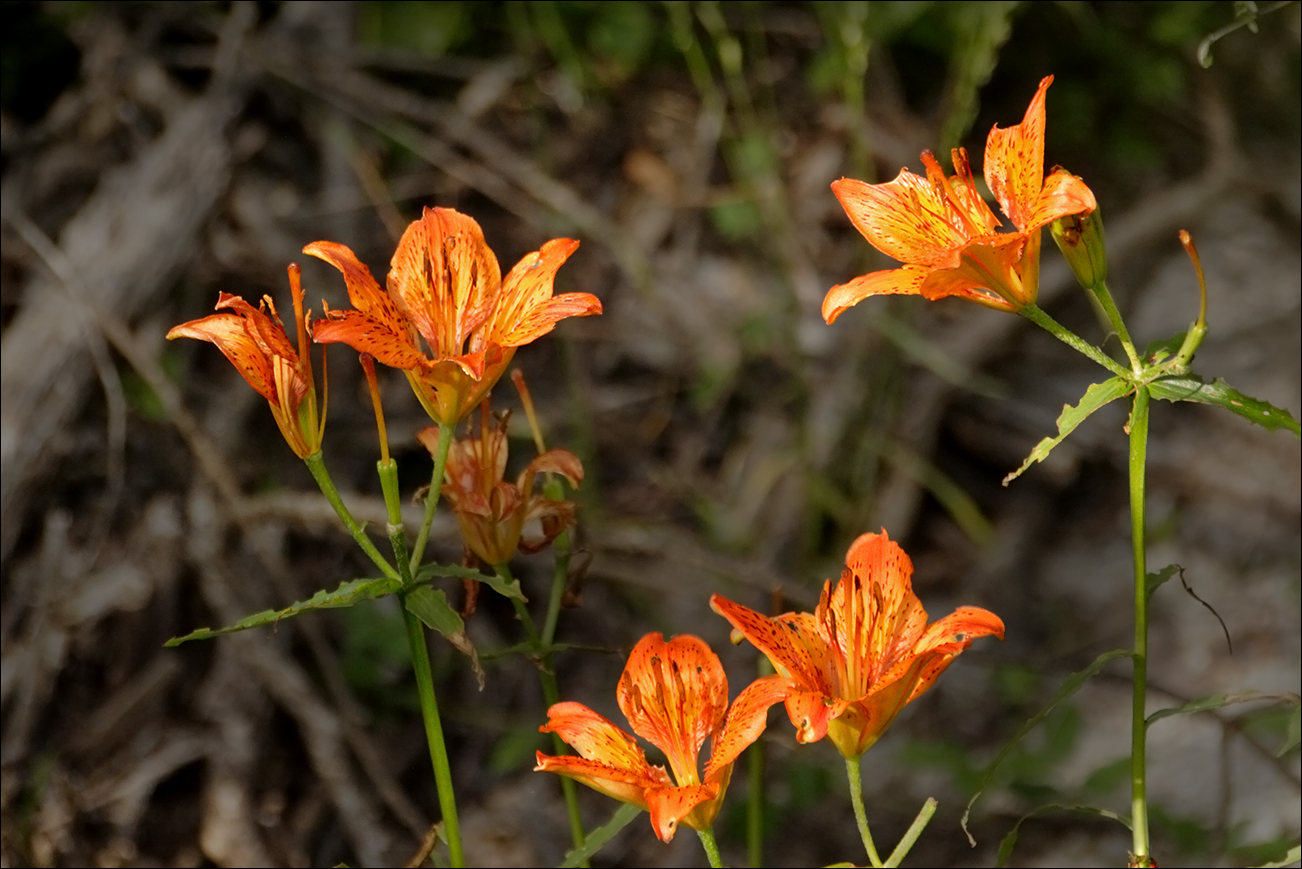 f lilium IMG_3995.jpg