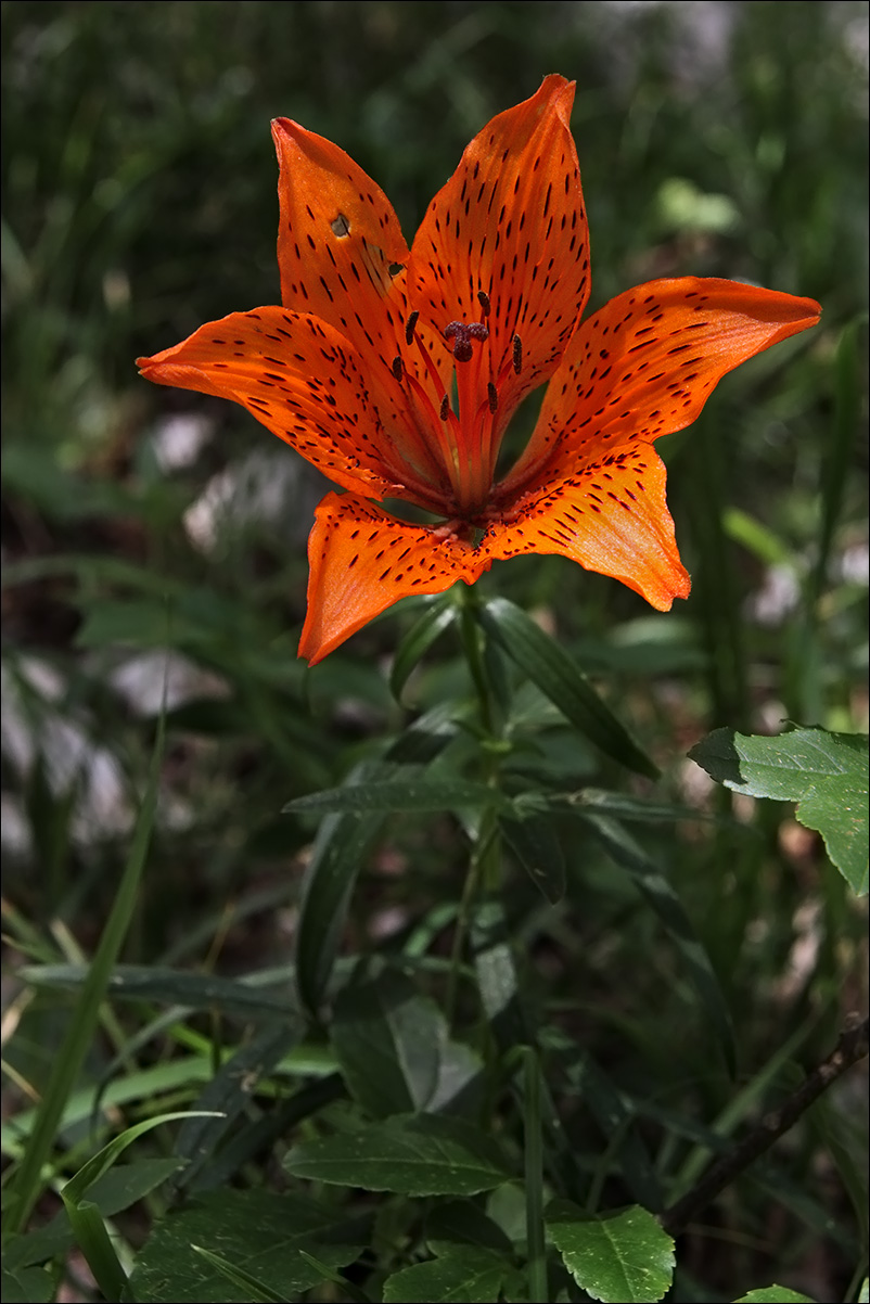 f lilium IMG_6523B.jpg