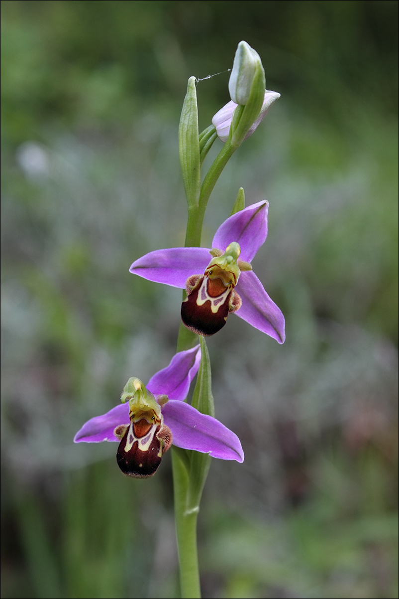 f Ophrys apifera IMG_5200.jpg