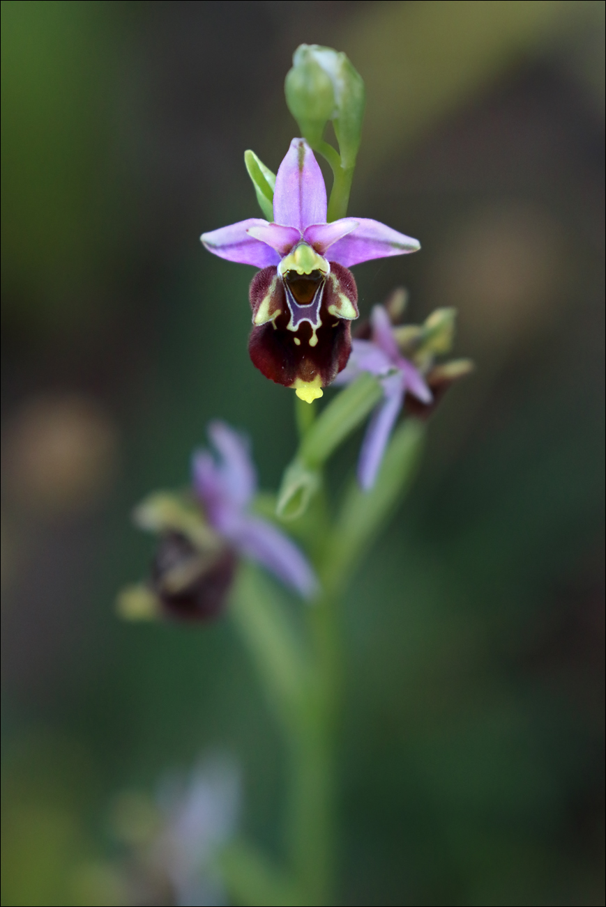 f Ophrys holosericea subs appennina 5W8A6184 B W.jpg