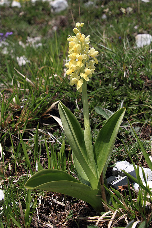 f Orchidea gialla Orchis pallens.jpg