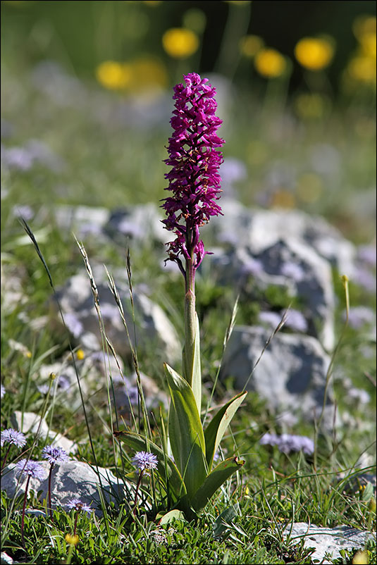 f orchidea rossa Orchis mascula.jpg