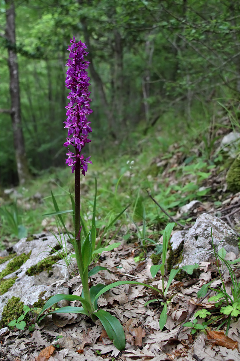 f Orchis mascula IMG_4414.jpg