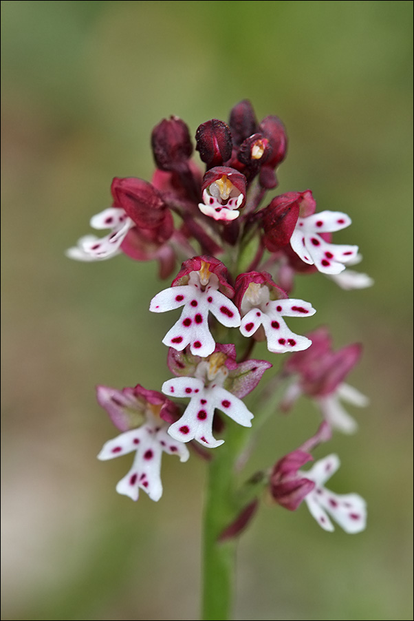 f Orchis ustulata IMG_6369.jpg