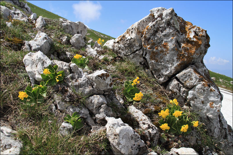 f primula auricola.jpg