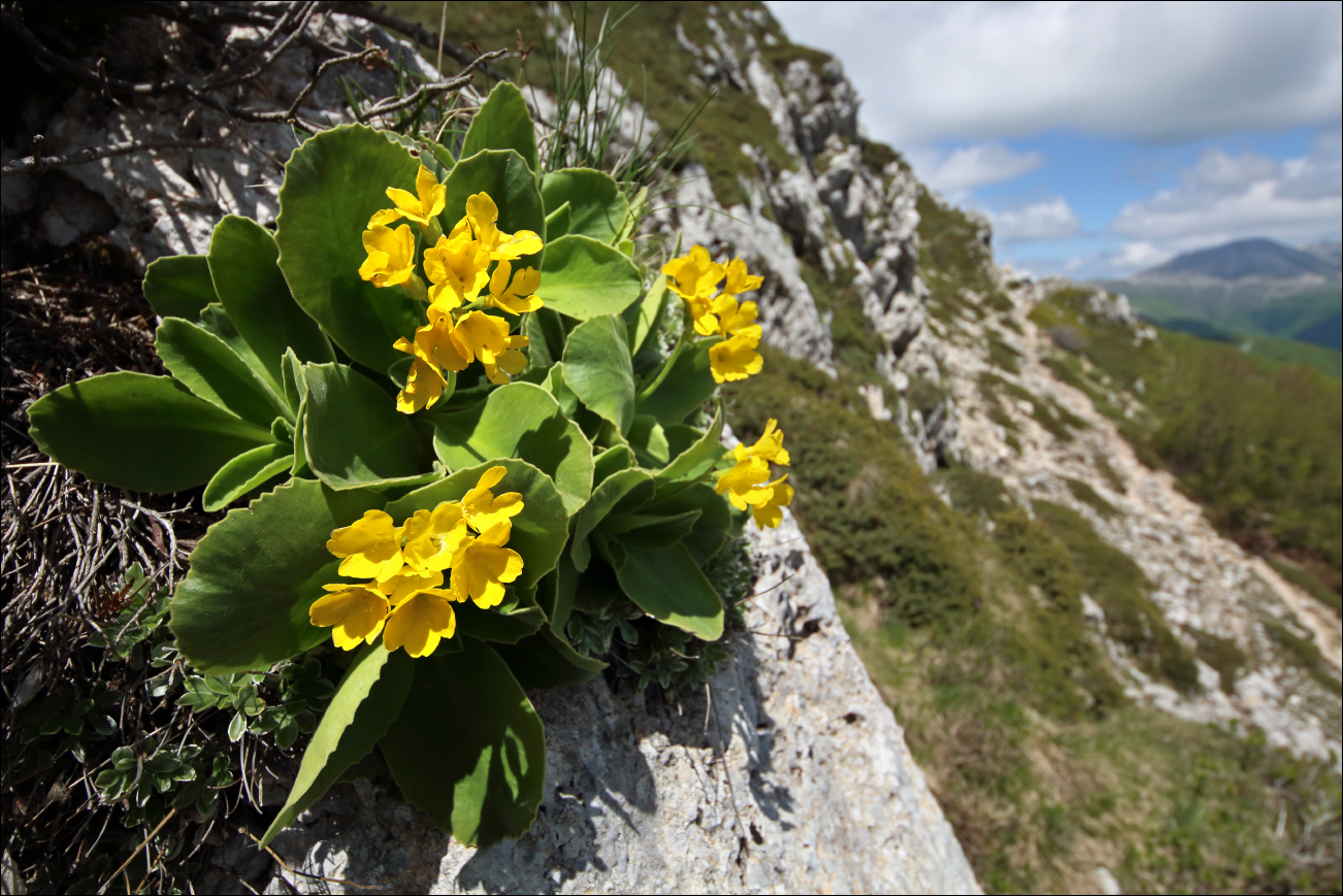 f primula auricola IMG_0892 W.jpg