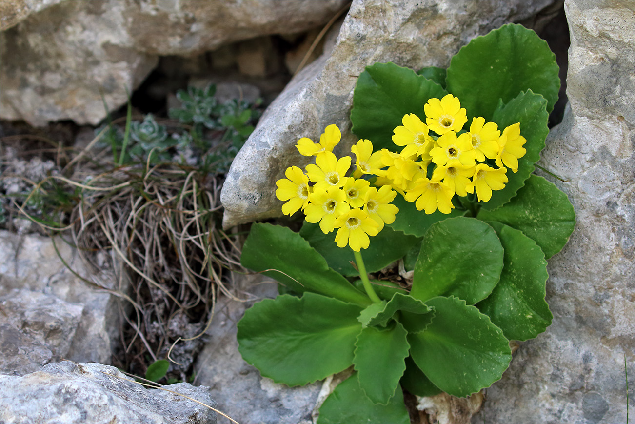 f primula auricola IMG_6010.jpg