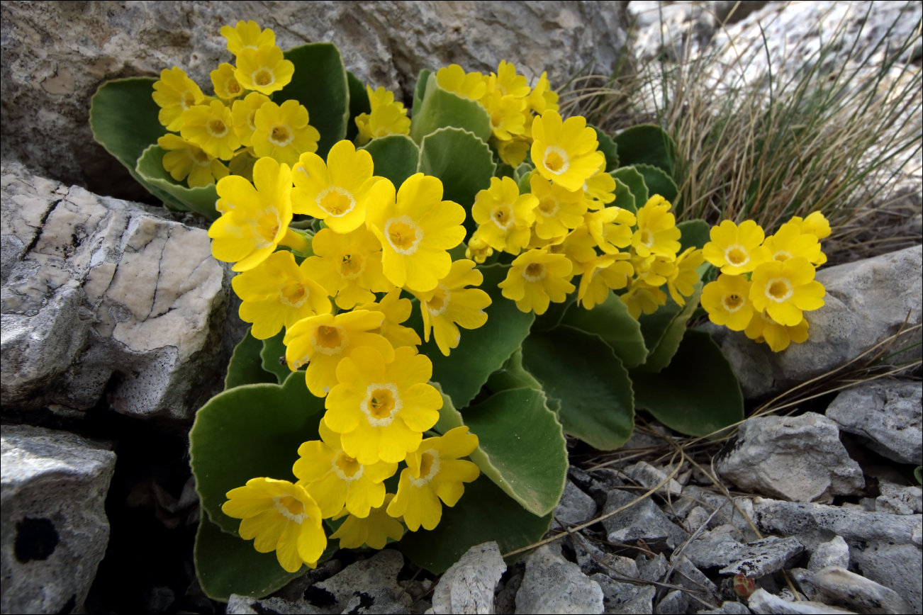 f primula auricola IMG_8970 W.jpg