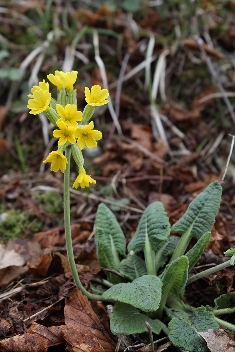 f primula vera IMG_8323-2.jpg