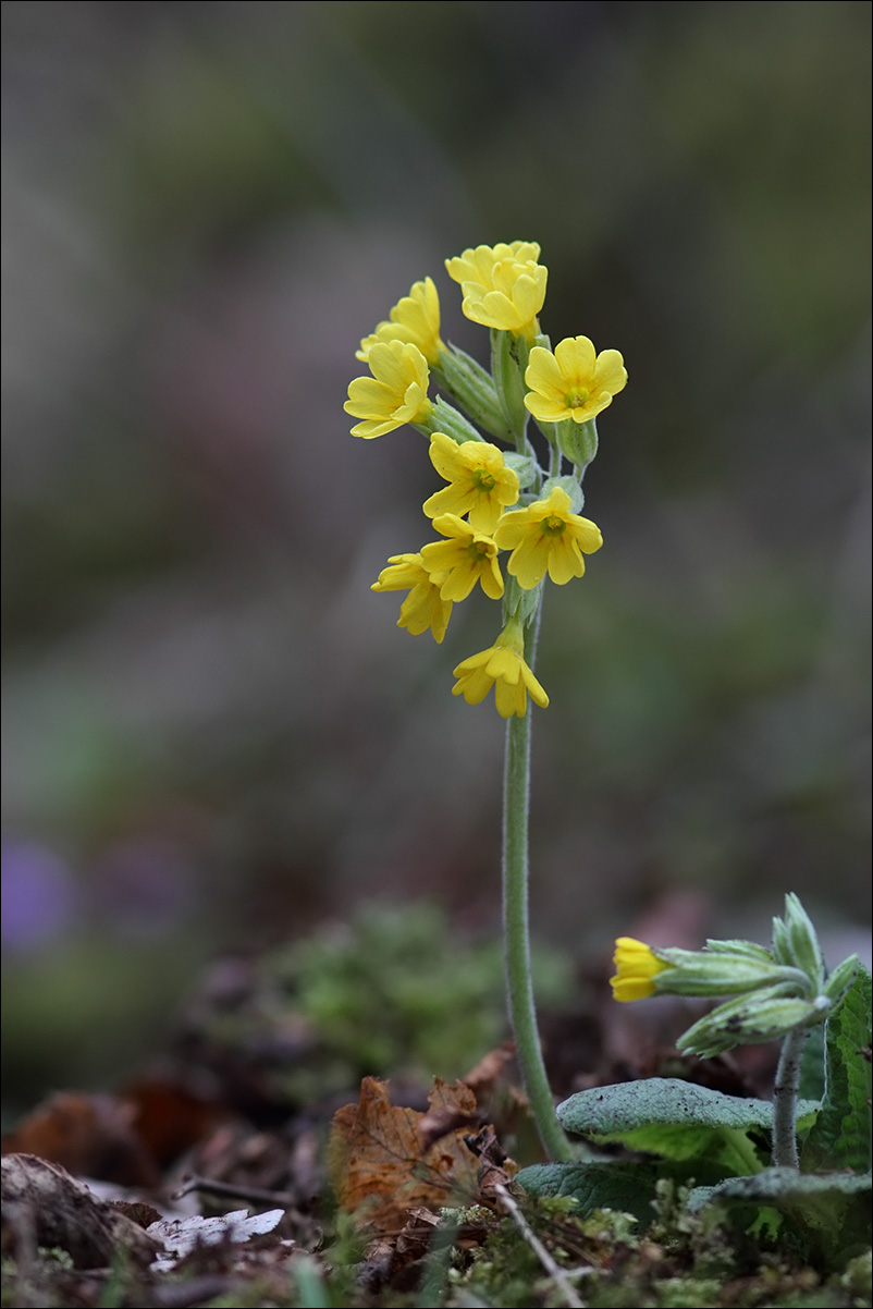 f primula vera IMG_8445.jpg