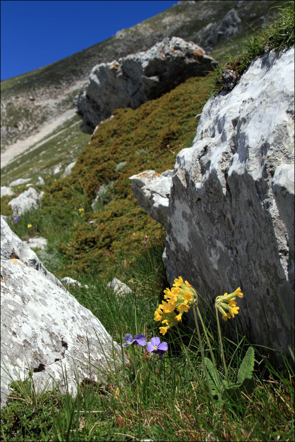 f primula veris 2.jpg